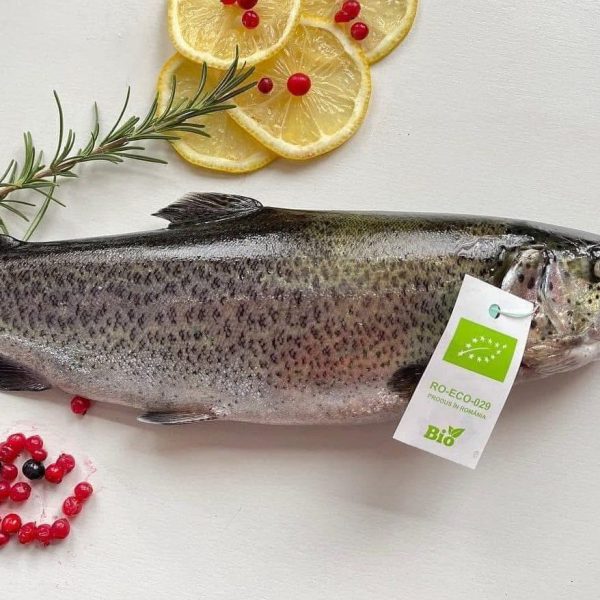 481908681_620987690555259_8890144649420473089_n